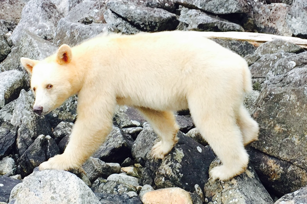 Spirit Bear - Great Bear Rainforest - British Columbia - Canada - Doets Reizen