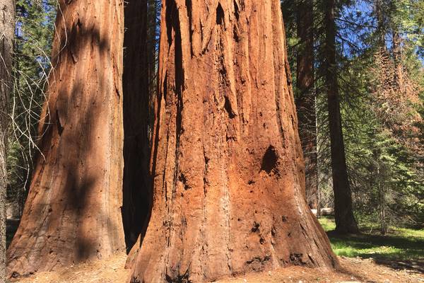Yosemite National Park - California - Doets Reizen