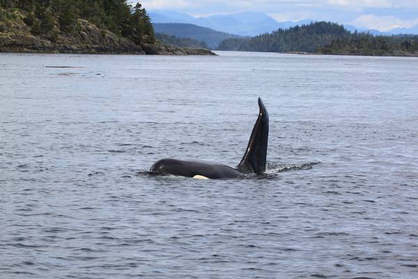 Farewell Harbour Lodge - British Columbia - Canada - Doets Reizen