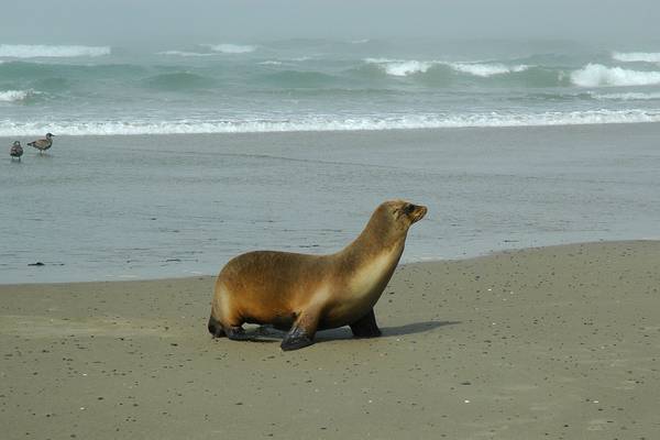 Oregon Coast - Oregon - Doets Reizen