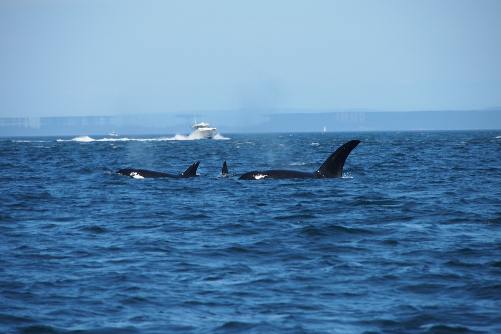 Orka's spotten Victoria - Vancouver Island - British Columbia - Canada - Doets Reizen