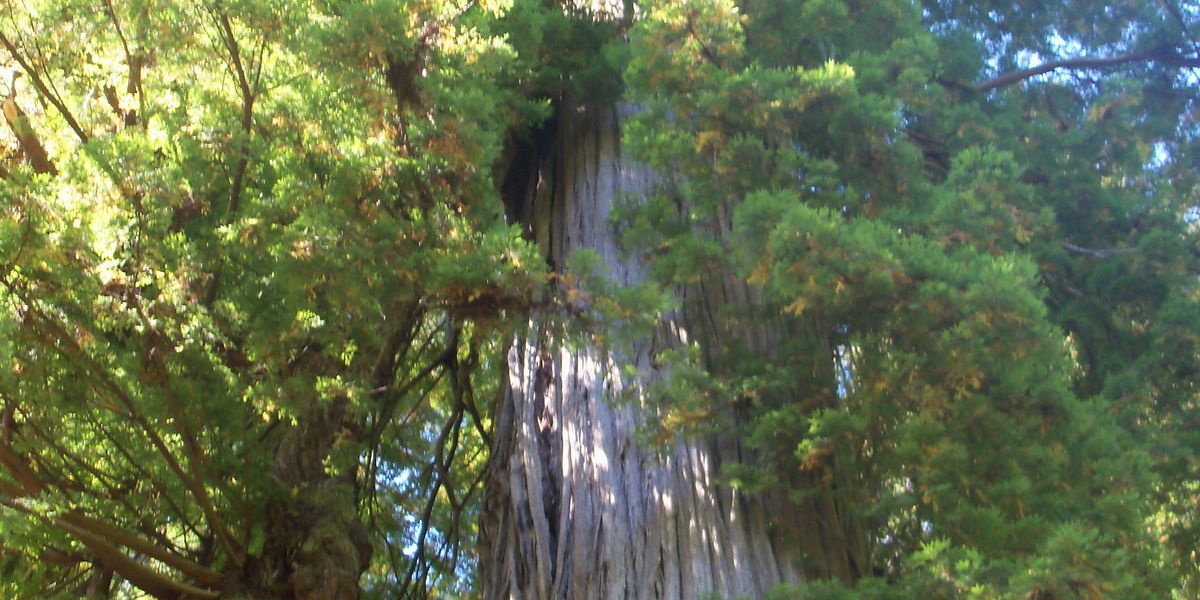 Redwood National Park - California - Amerika - Doets Reizen