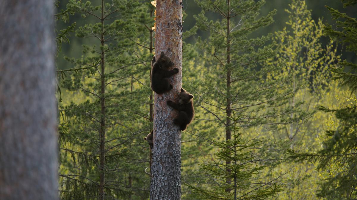 Luxe rondreis Zweden & Noorwegen. Hoogtepunten!