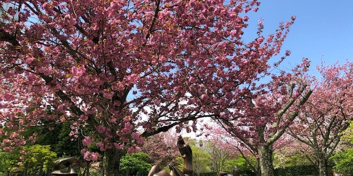 Bloesem Japan - Doets Reizen