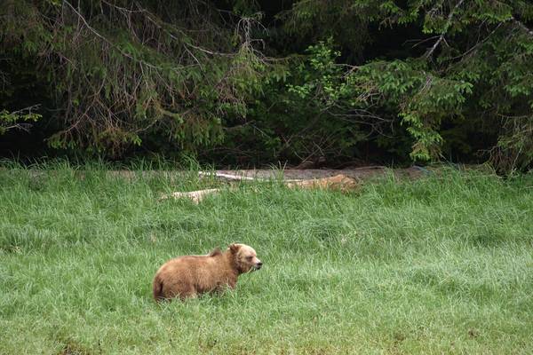 Knight Inlet Lodge - British Columbia - Canada - Doets Reizen