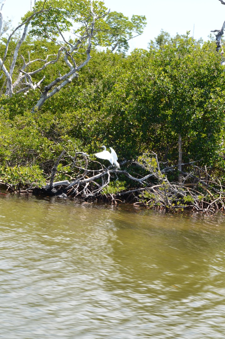 Boottocht Captiva Island - Florida - Doets Reizen