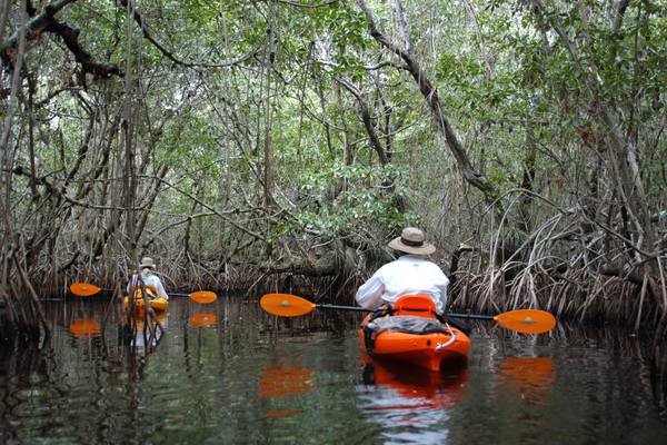 Mangrove Tunnel Tour - Everglades National Park - Florida - Doets Reizen