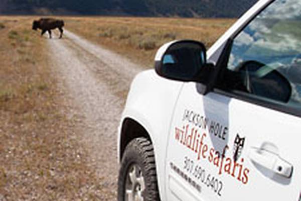 Wildlife Safari - Grand Teton National Park - Wyoming - Doets Reizen