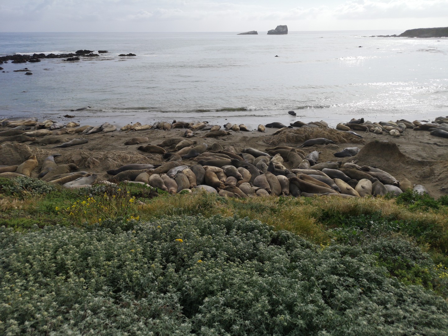 Zeeolifanten San Simeon - California - Amerika - Doets Reizen