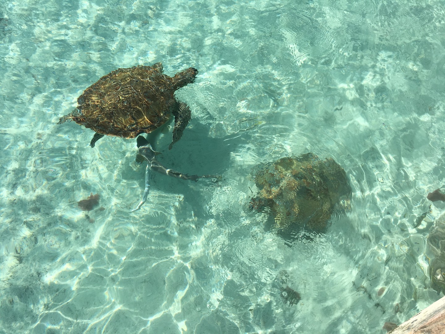 Great Exuma - Cruise Bahamas - Cruisevakantie - Doets Reizen