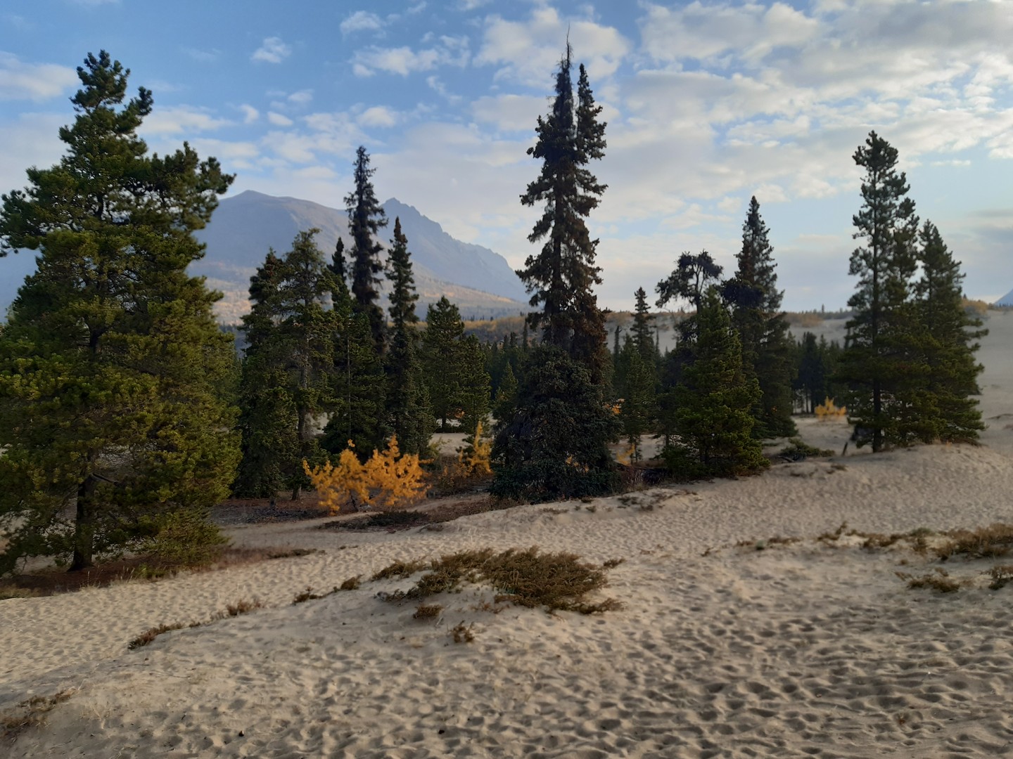 Carcross Desert - Yukon - Canada - Doets Reizen