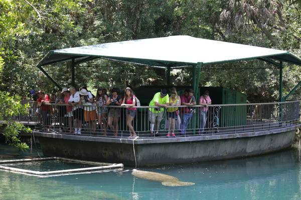 Zwemmen met zeekoeien - Crystal River - Florida - Doets Reizen