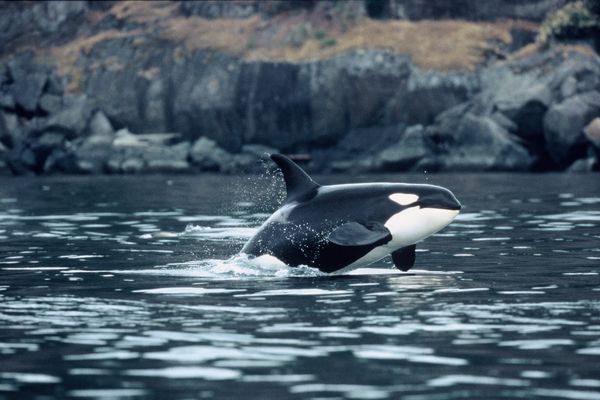 Orka's spotten Victoria - Vancouver Island - British Columbia - Canada - Doets Reizen