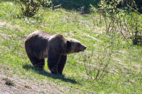 Lake Louise wildlife- Banff National Park - Alberta - Canada - Doets Reizen