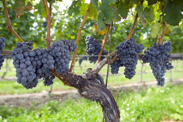 Niagara on the Lake - Ontario - Canada - Doets Reizen