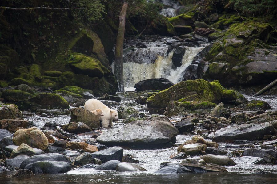 Spirit Bear Lodge - Great Bear Rainforest - Canada - Doets Reizen