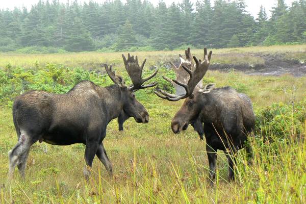 Wildlife - Newfoundland & Labrador - Canada - Doets Reizen
