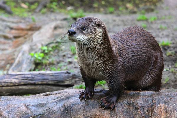 Big five - Doets Reizen - Vakantie Zweden - Credits Visit Sweden