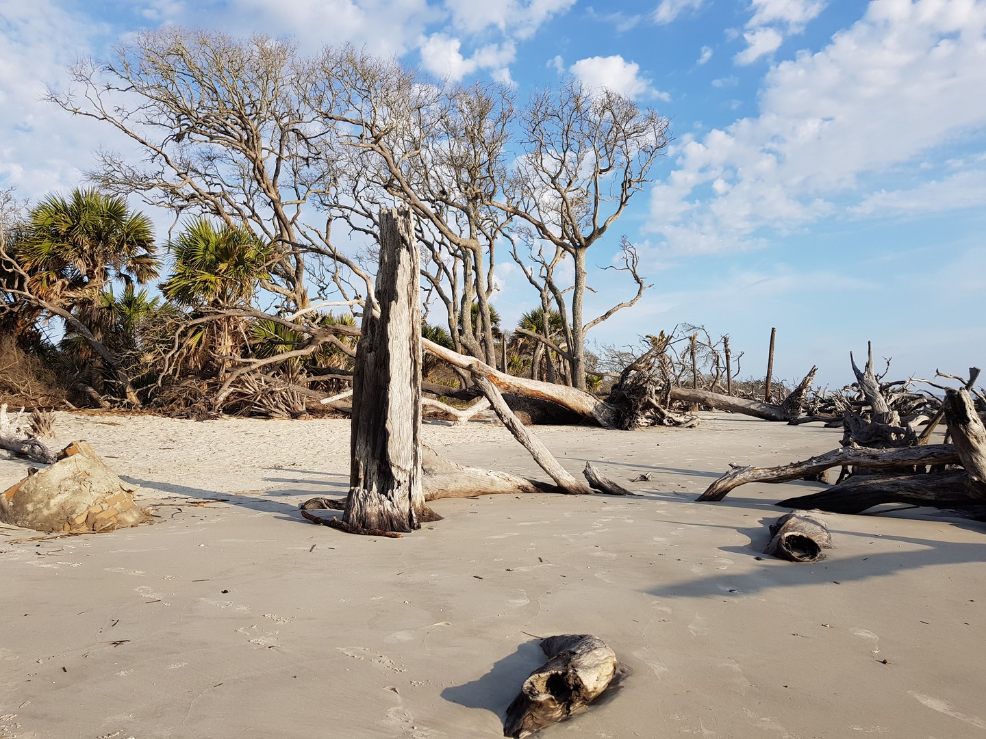 Driftwood Beach - Jekyll Island - Georgia - Amerika - Doets Reizen