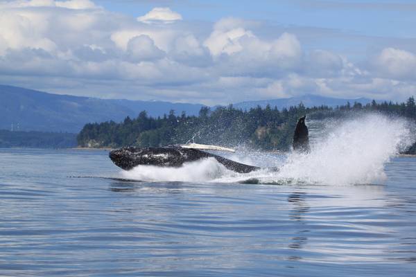 Farewell Harbour Lodge - British Columbia - Canada - Doets Reizen