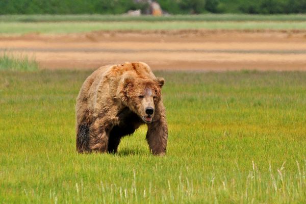 Wildlife Katmai National Park - Alaska - Doets Reizen