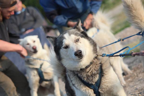 Dog Mushing Churchill - Manitoba - Canada - Doets Reizen