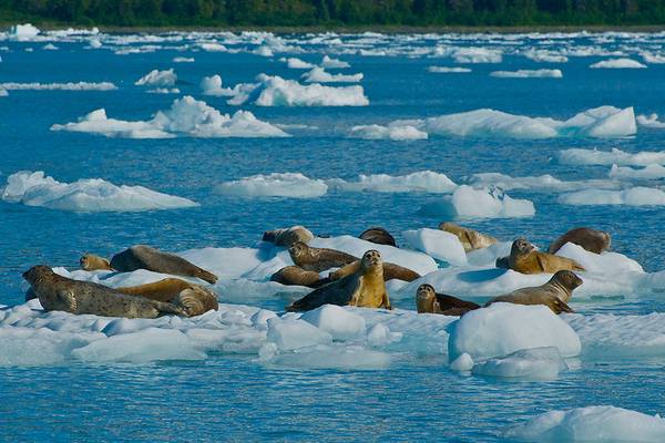 Glacier Cruise Prince William Sound - Alaska - Doets Reizen