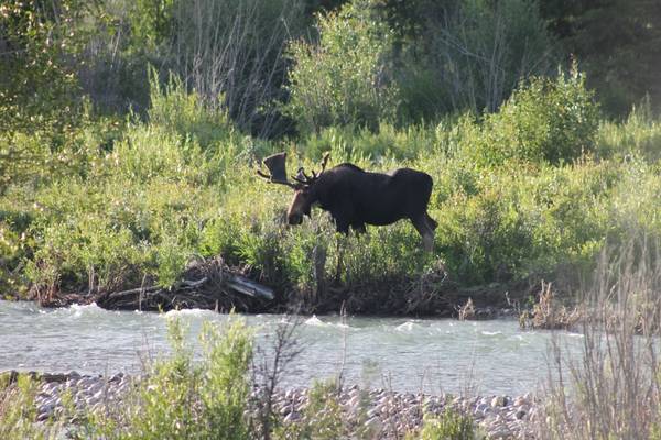 Wildlife Safari - Grand Teton National Park - Wyoming - Doets Reizen