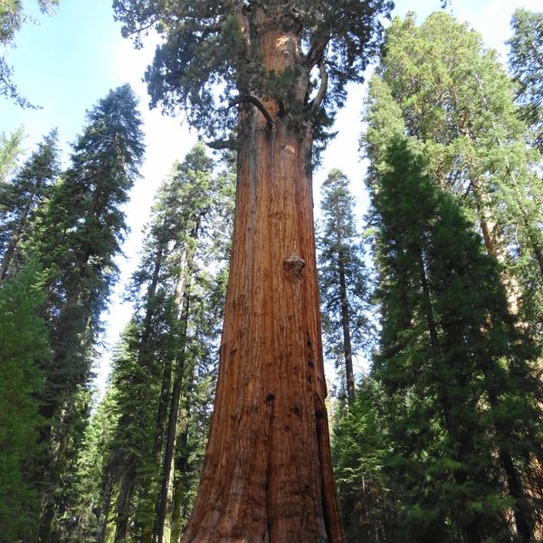 Sequoia National Park - California - Amerika - Doets Reizen