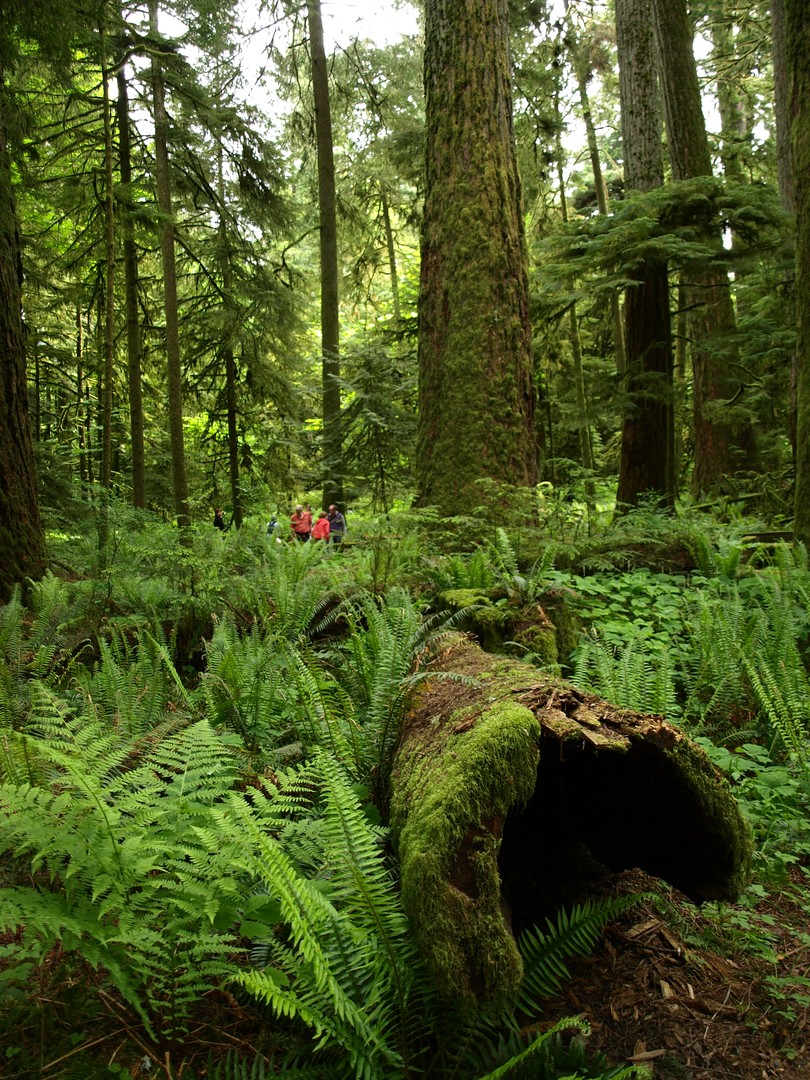 McMIllan Provinciale Park - Cathedral Grove -Vancouver Island - British Columbia - Canada - Doets Reizen