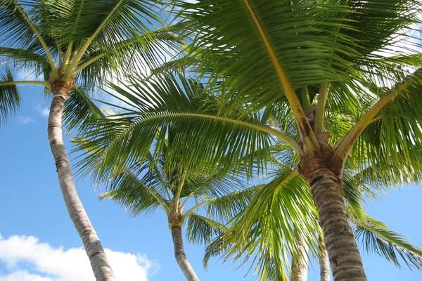 Strand Florida - Doets Reizen