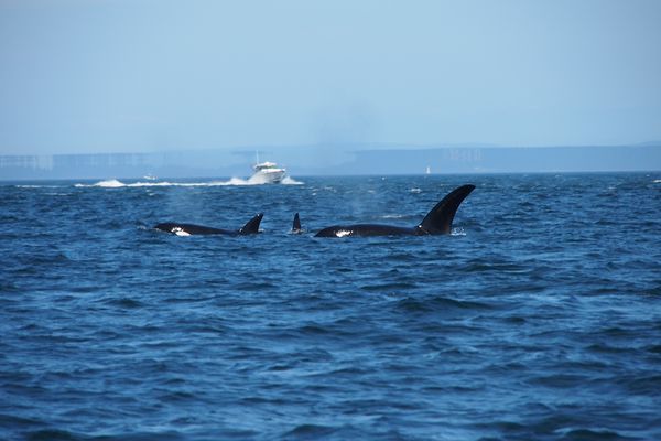 Orka's spotten Victoria - Vancouver Island - British Columbia - Canada - Doets Reizen