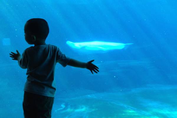 Vancouver Aquarium - British Columbia - Canada - Doets Reizen