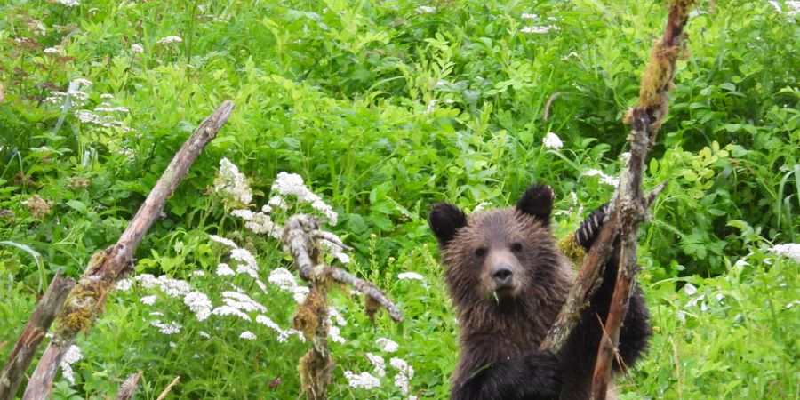 Beren - West Canada - Doets Reizen
