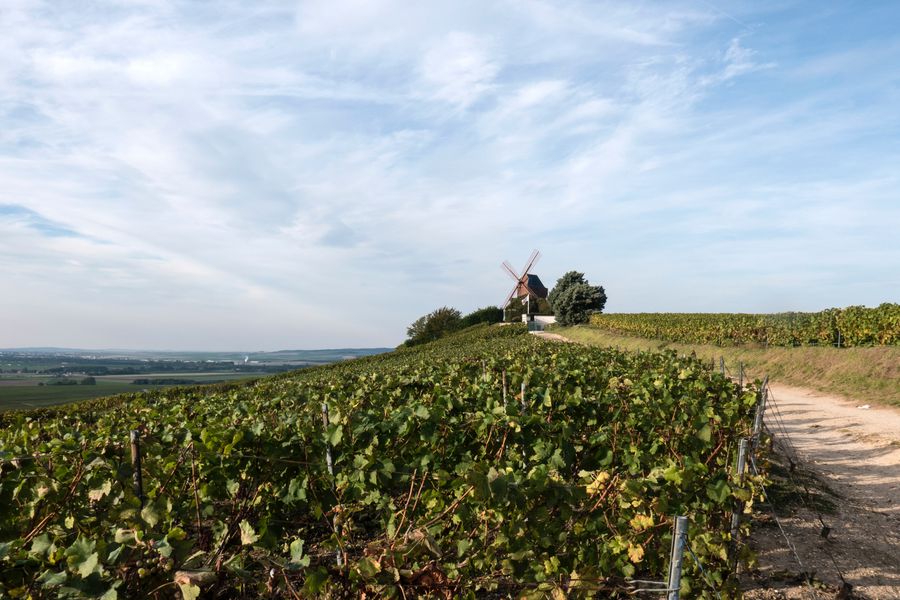 Champagnestreek wijnproeverijen | Frankrijk | Doets Reizen
