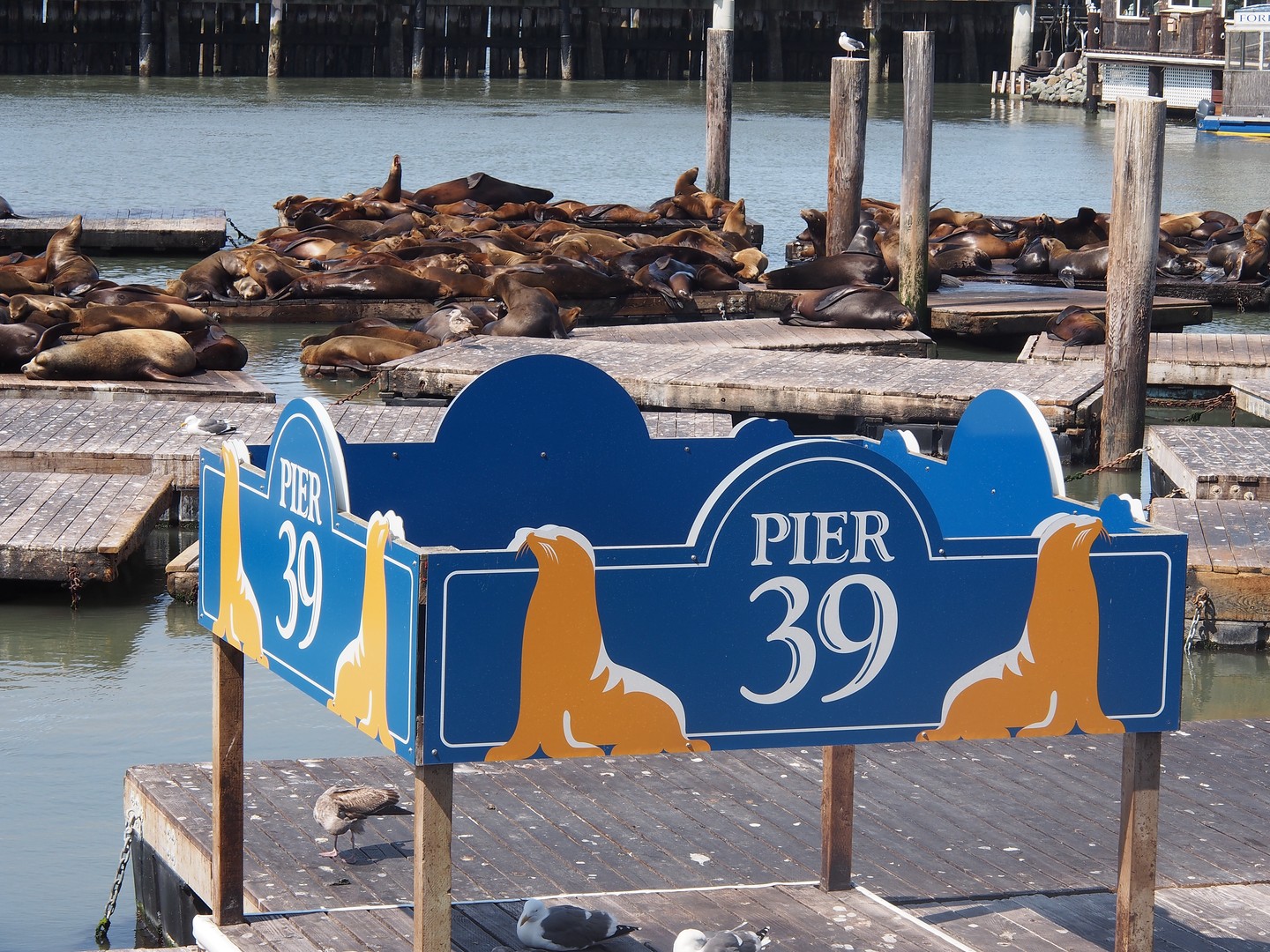 San Francisco - California - Amerika - Doets Reizen