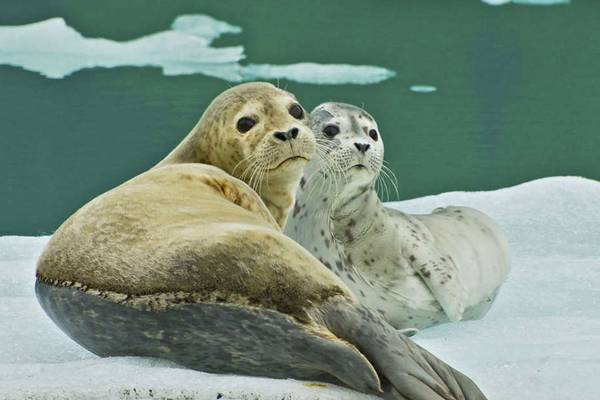 Glacier Cruise Prince William Sound - Alaska - Doets Reizen