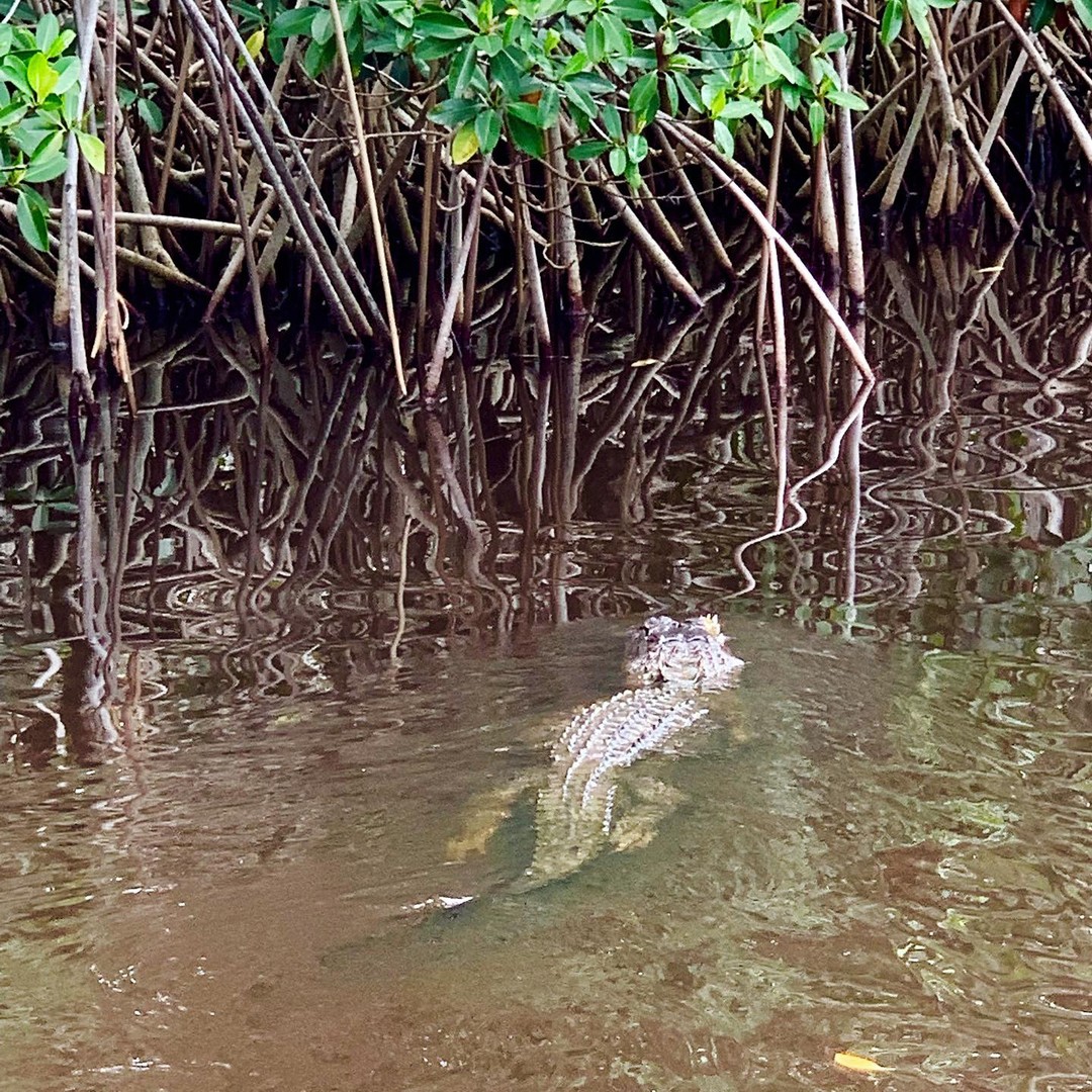 Airboat Tour Everglades National Park - Florida - Doets Reizen