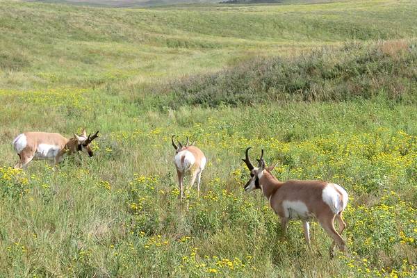 Custer State Park - South Dakota - Amerika - Doets Reizen