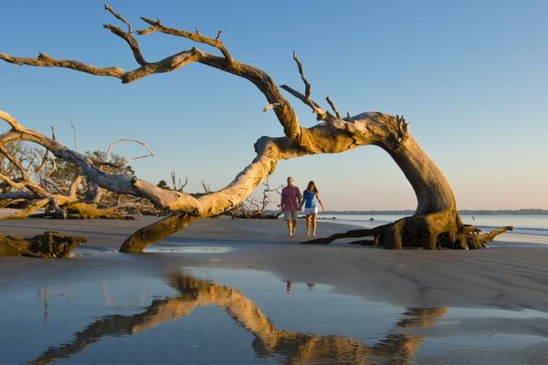 Coastal driftwood - Georgia - Amerika -Doets Reizen