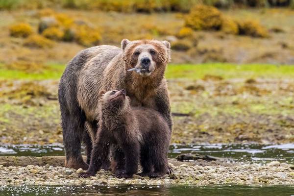Tide Rip Tours - Telegraph Cove - Vancouver Island - British Columbia - Canada - Doets Reizen