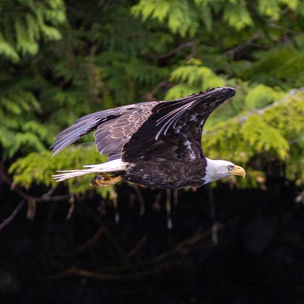 Coastal Rainforest Safaris