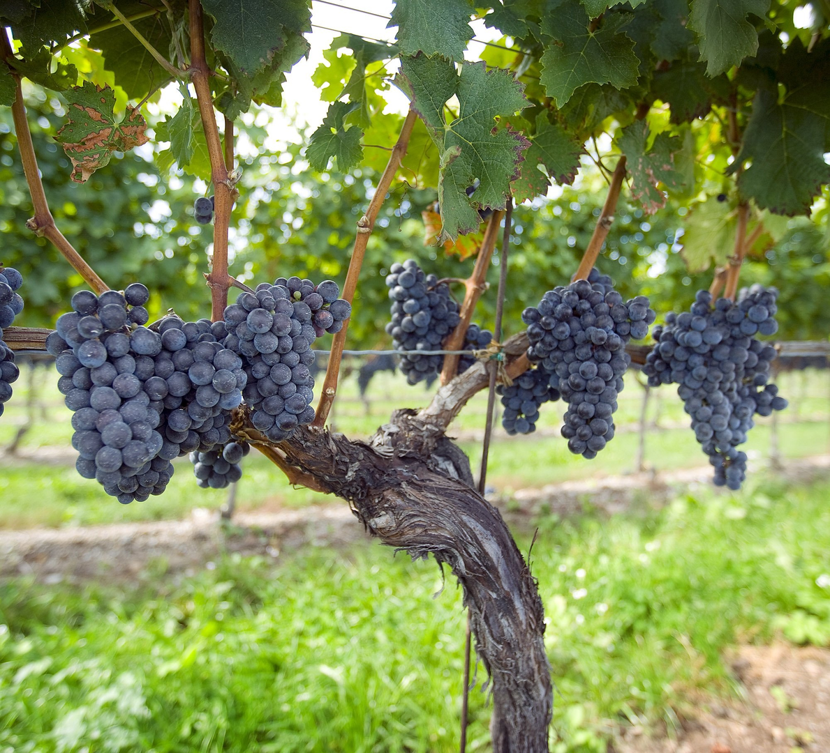 Niagara on the Lake - Ontario - Canada - Doets Reizen