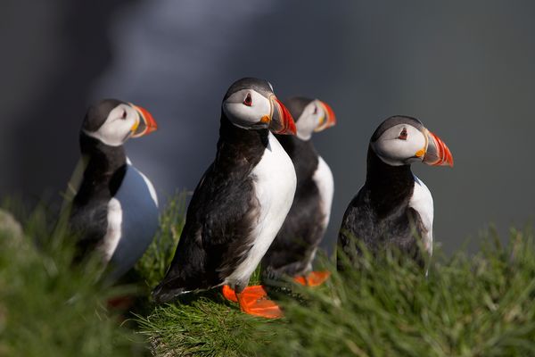 Puffins IJsland - Doets Reizen