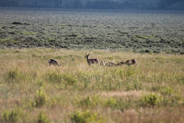Wildlife Safari - Grand Teton National Park - Wyoming - Doets Reizen