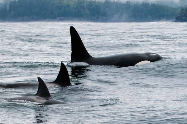 Tofino Whale Watching - Vancouver Island - British Columbia - Canada - Doets Reizen