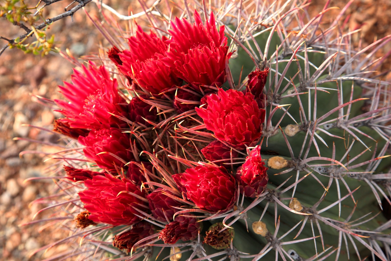 Tucson - Arizona - Doets Reizen