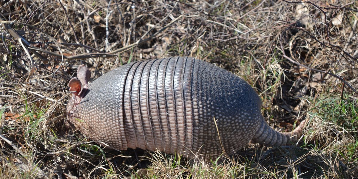 Anastasia State Park - St. Augustine - Florida - Doets Reizen