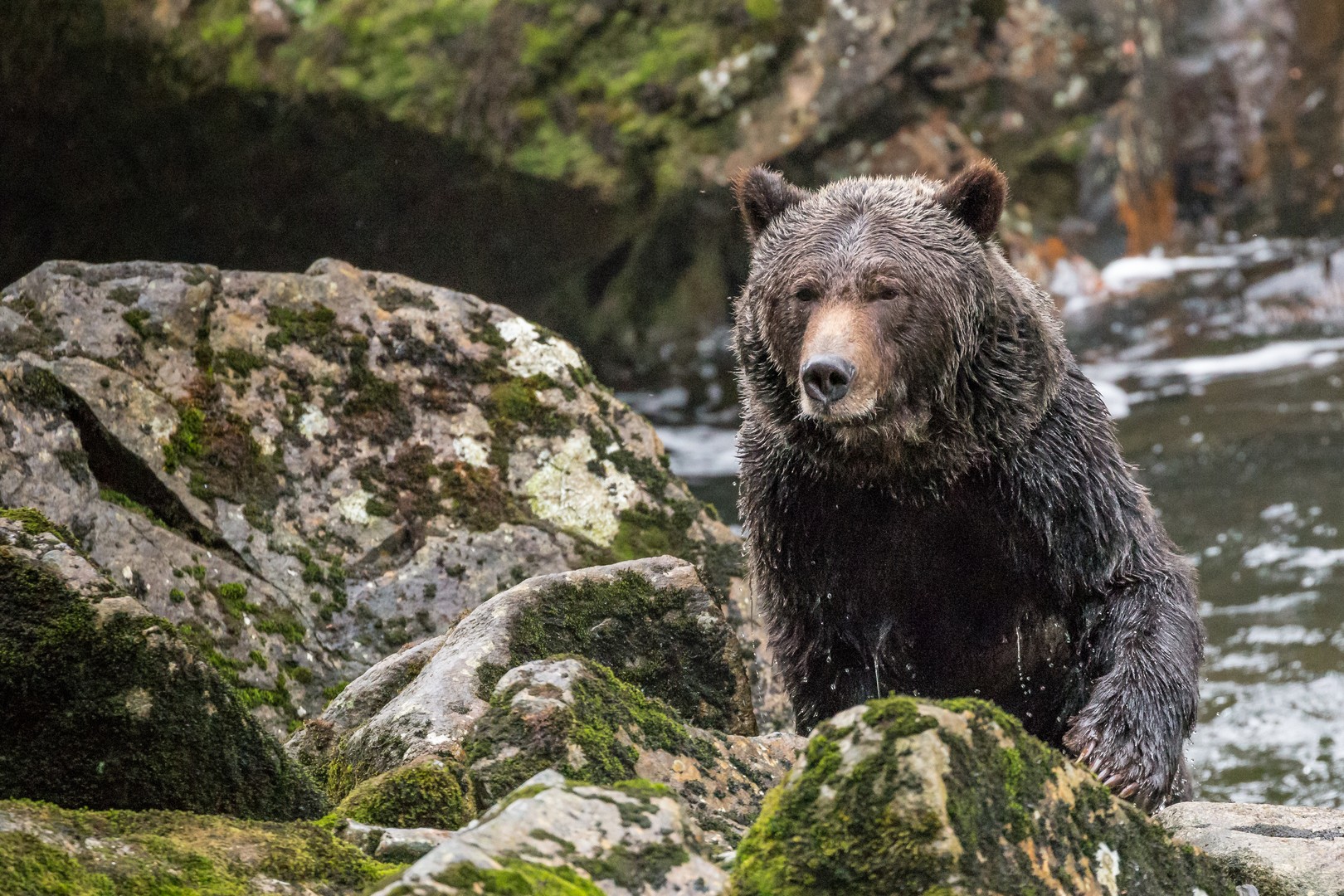 Seawolf Adventures - British Columbia - Canada - Doets Reizen