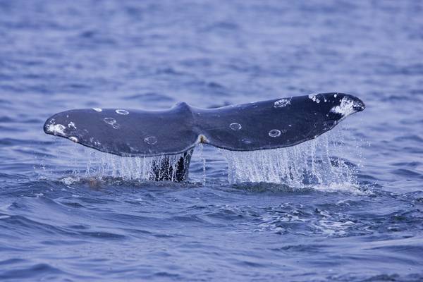 Pacific Rim National Park - Vancouver Island - British Columbia - Canada - Doets Reizen